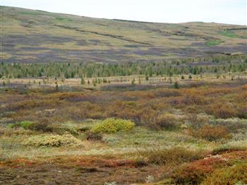 Veidivefur.Model.Attachment