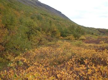 Veidivefur.Model.Attachment